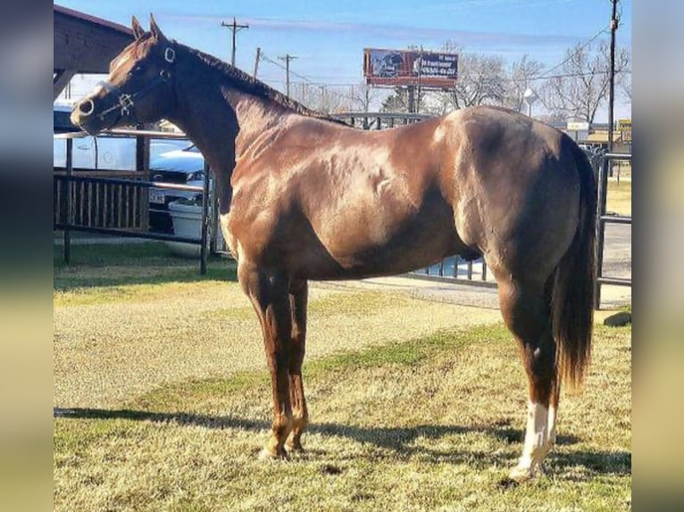 American Quarter Horse Stallion in Washington