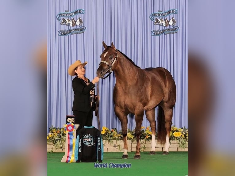 American Quarter Horse Stallion in Washington