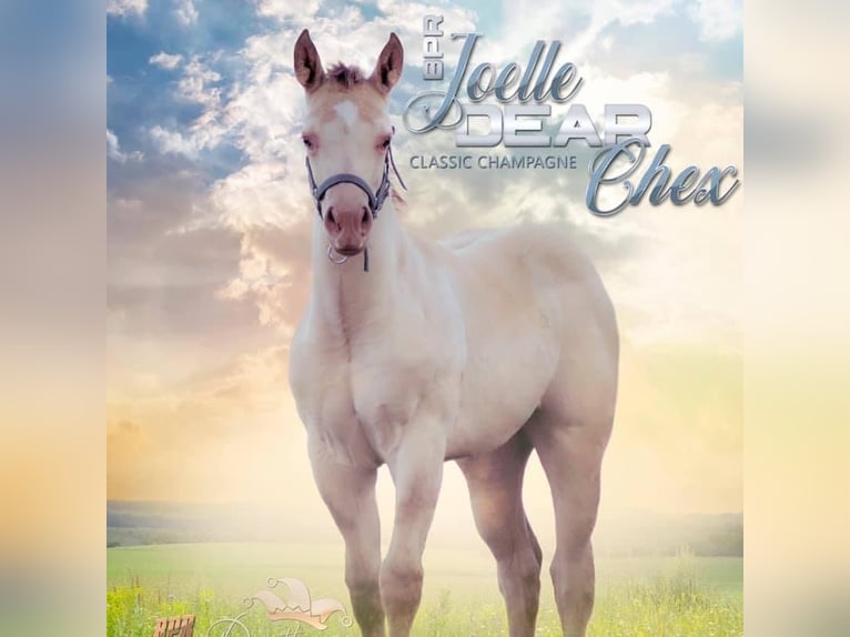 American Quarter Horse Stallion in KleinschwabhausenMellingen