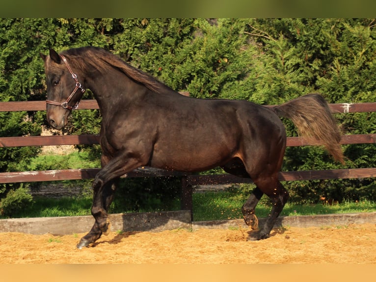 American Quarter Horse Stallion Brown in Frontenaud