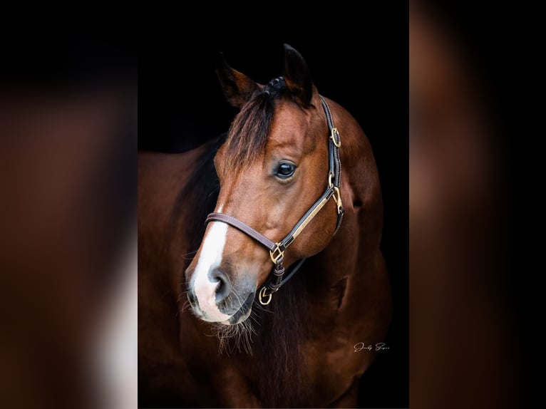 American Quarter Horse Stallion Brown in Tuntenhausen