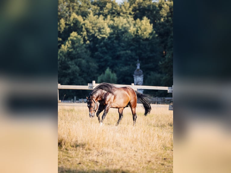 American Quarter Horse Stallion Brown in Laubach