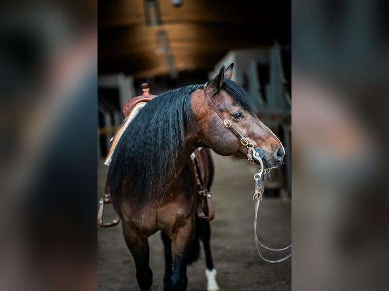 American Quarter Horse Stallion Brown in Laubach
