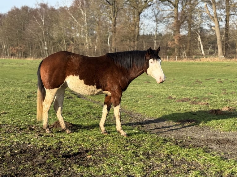 American Quarter Horse Stallion Brown in Haselünne