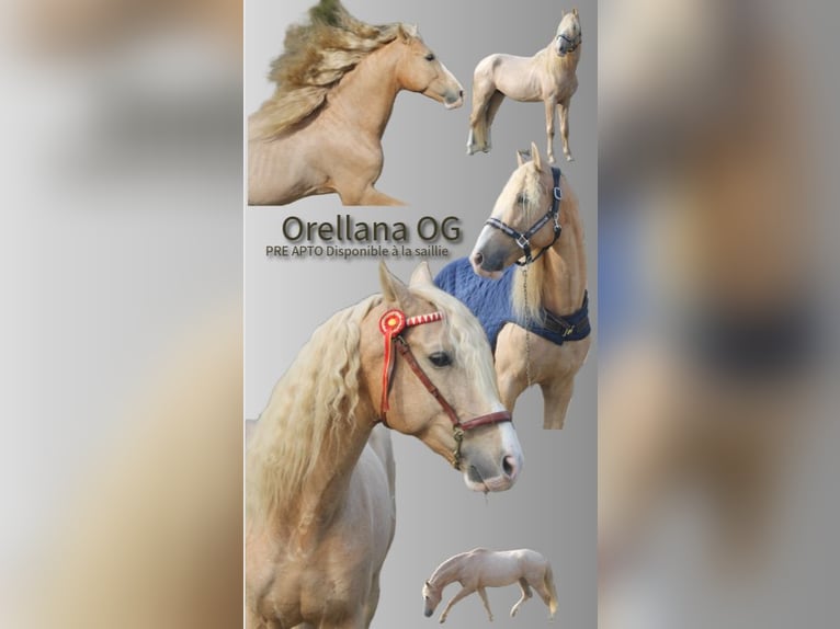 American Quarter Horse Stallion Buckskin in St Benoit