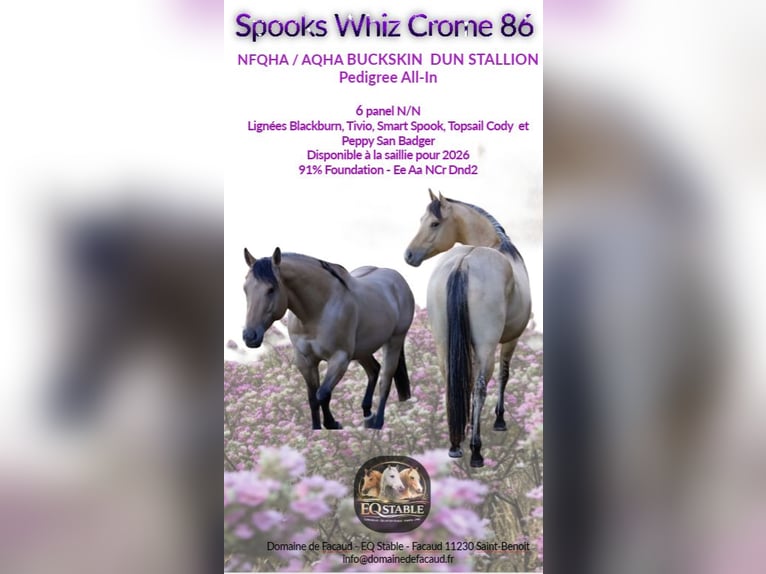 American Quarter Horse Stallion Buckskin in St Benoit