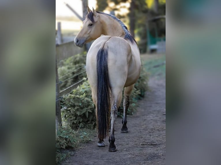 American Quarter Horse Stallion Buckskin in St Benoit