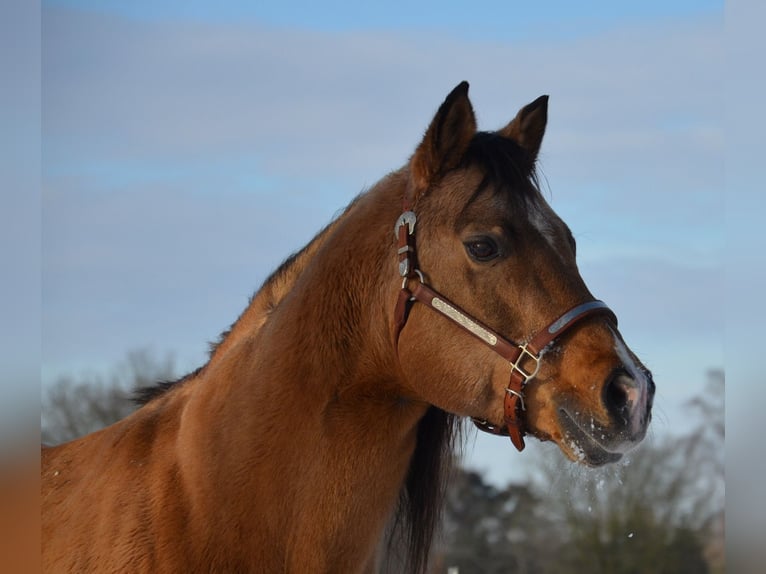 American Quarter Horse Stallion Buckskin in Nordhorn