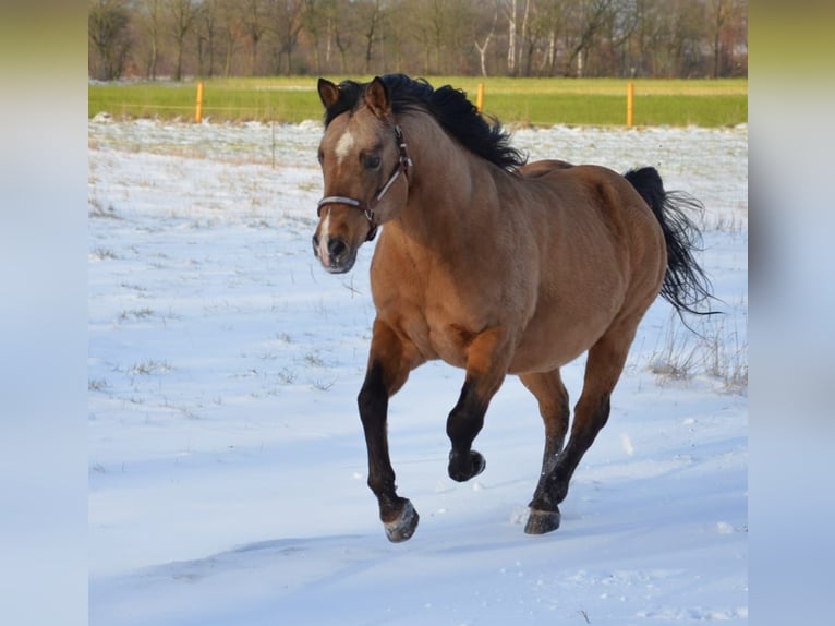 American Quarter Horse Stallion Buckskin in Nordhorn