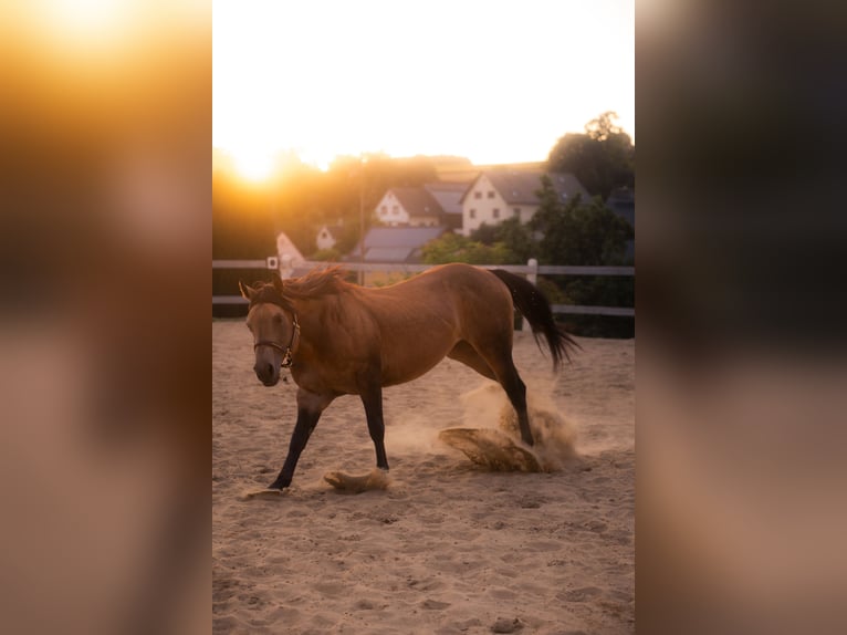 American Quarter Horse Stallion Buckskin in Venusberg