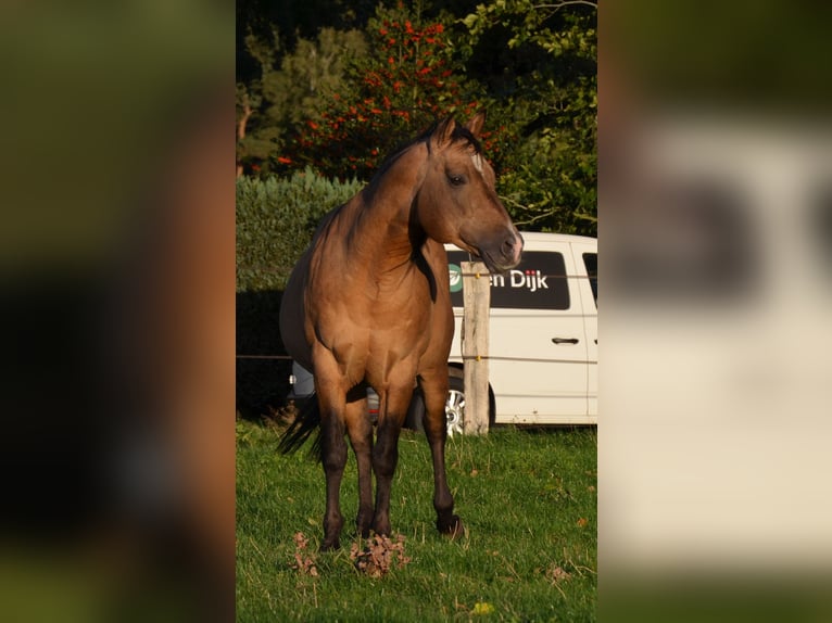 American Quarter Horse Stallion Buckskin in Nordhorn