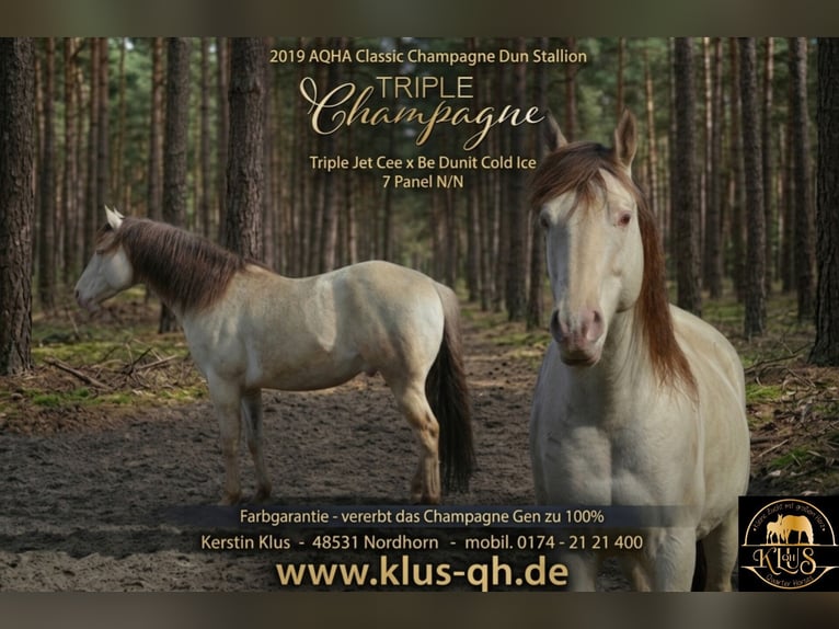 American Quarter Horse Stallion Champagne in Nordhorn