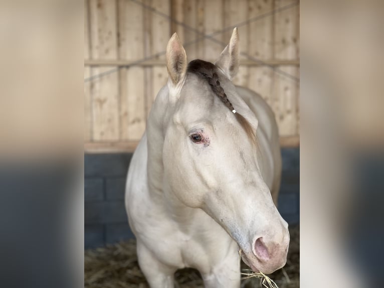 American Quarter Horse Stallion Champagne in Piesport