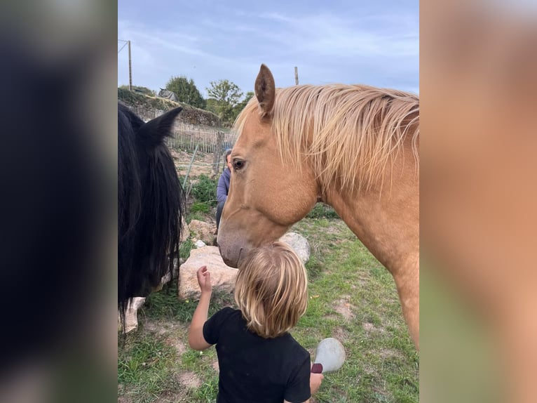 American Quarter Horse Stallion Champagne in Lormes