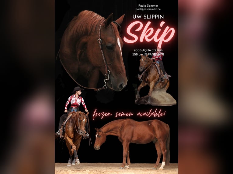 American Quarter Horse Stallion Chestnut-Red in Forst (Lausitz)