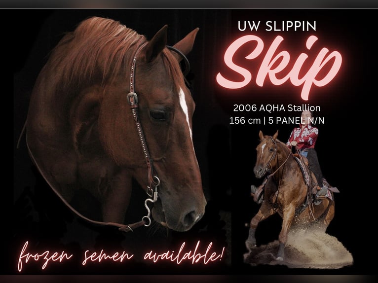 American Quarter Horse Stallion Chestnut-Red in Forst (Lausitz)