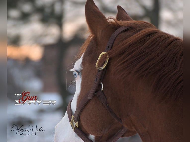 American Quarter Horse Stallion Chestnut-Red in Mellingen