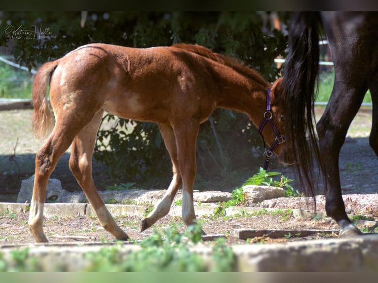 American Quarter Horse Stallion Chestnut-Red in Mellingen