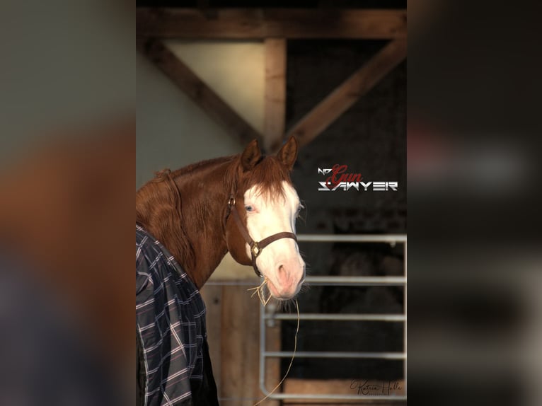 American Quarter Horse Stallion Chestnut-Red in Mellingen