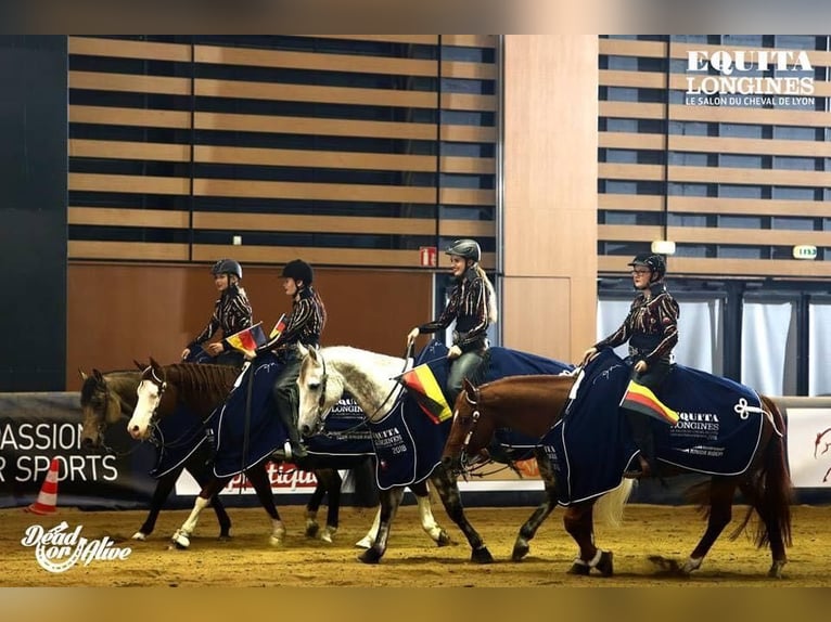 American Quarter Horse Stallion Chestnut-Red in Mellingen