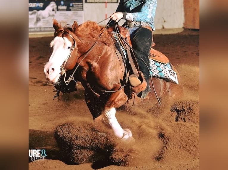 American Quarter Horse Stallion Chestnut-Red in Mellingen