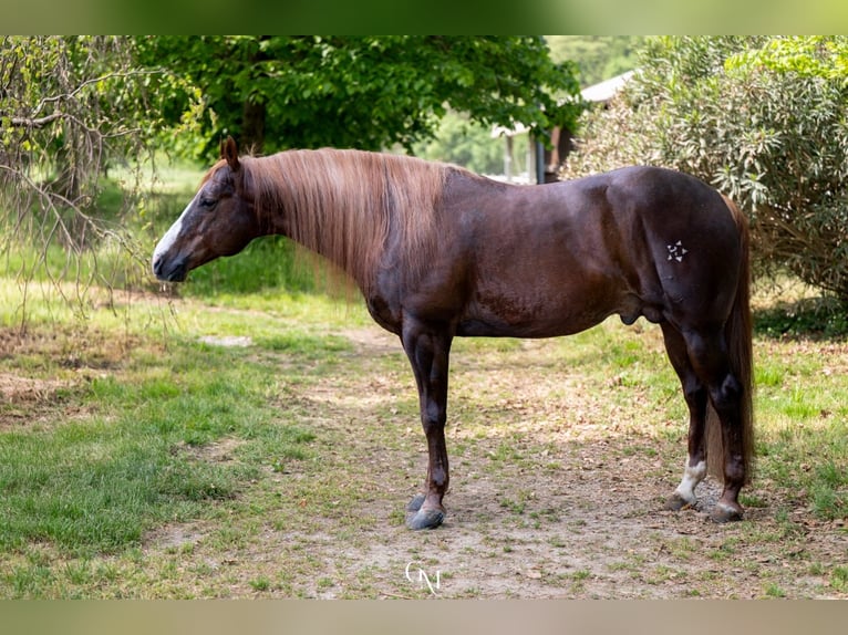 American Quarter Horse Stallion Chestnut-Red in Erding