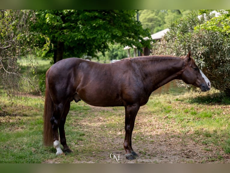 American Quarter Horse Stallion Chestnut-Red in Erding