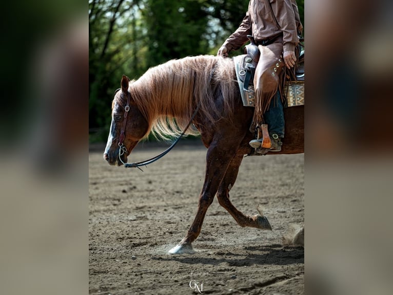 American Quarter Horse Stallion Chestnut-Red in Erding