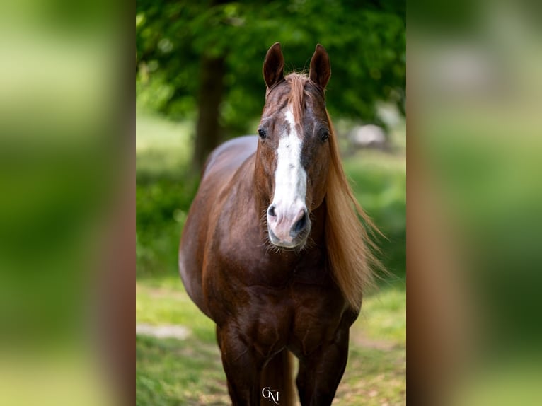 American Quarter Horse Stallion Chestnut-Red in Erding