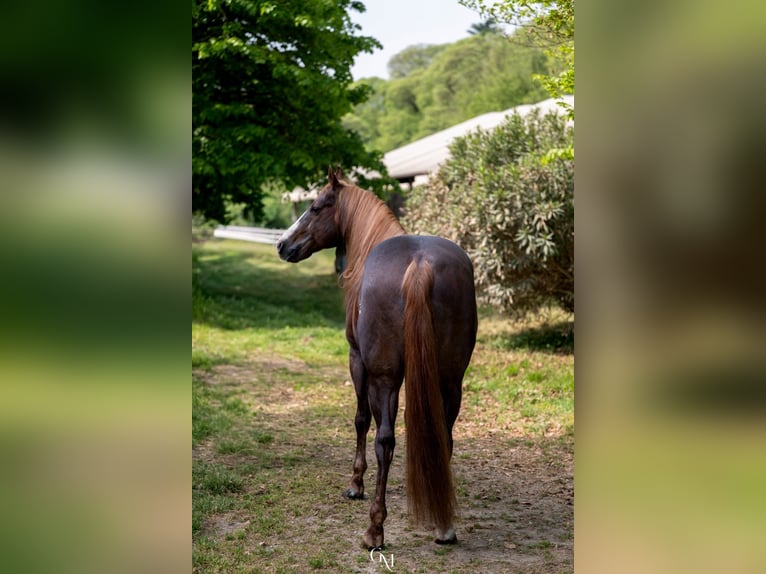 American Quarter Horse Stallion Chestnut-Red in Erding
