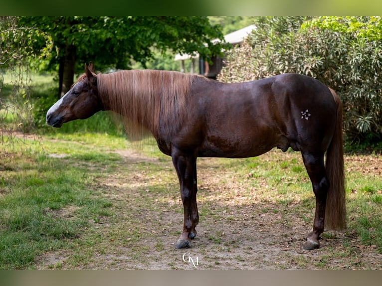 American Quarter Horse Stallion Chestnut-Red in Erding