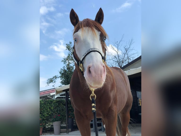 American Quarter Horse Stallion Chestnut-Red in GOSSOLENGO