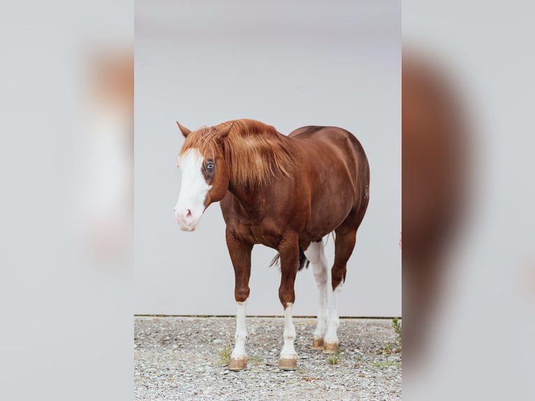 American Quarter Horse Stallion Chestnut-Red in GOSSOLENGO