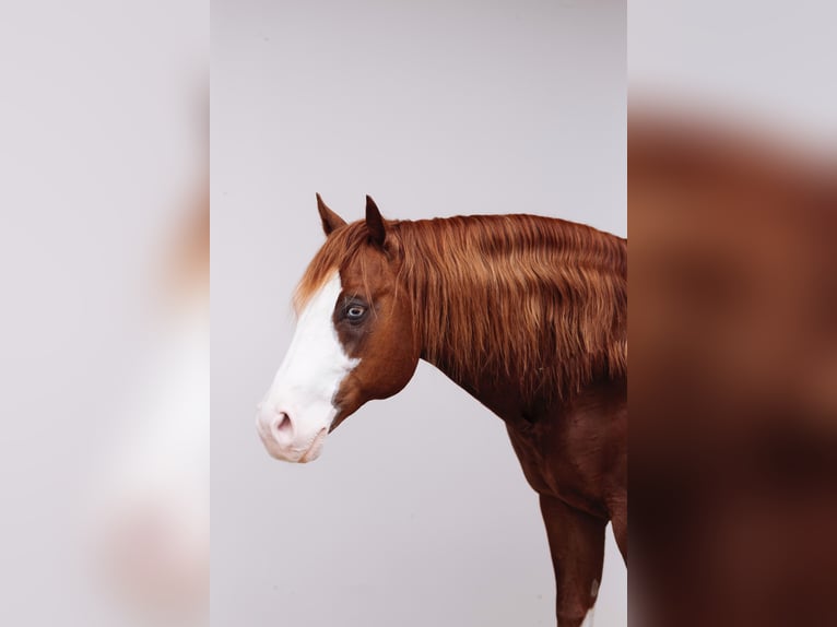 American Quarter Horse Stallion Chestnut-Red in GOSSOLENGO