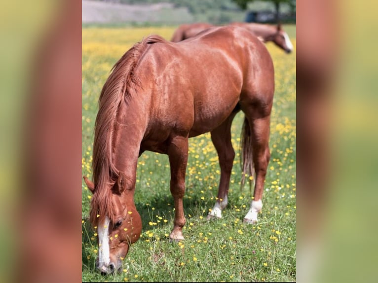 American Quarter Horse Stallion Chestnut-Red in Selchenbach