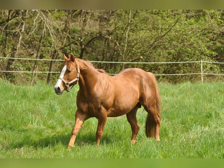 American Quarter Horse Stallion Chestnut-Red in Selchenbach