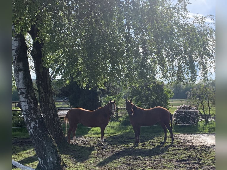 American Quarter Horse Stallion Chestnut-Red in Melle