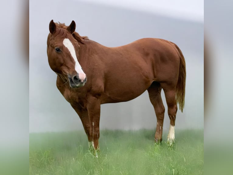 American Quarter Horse Stallion Chestnut-Red in Melle