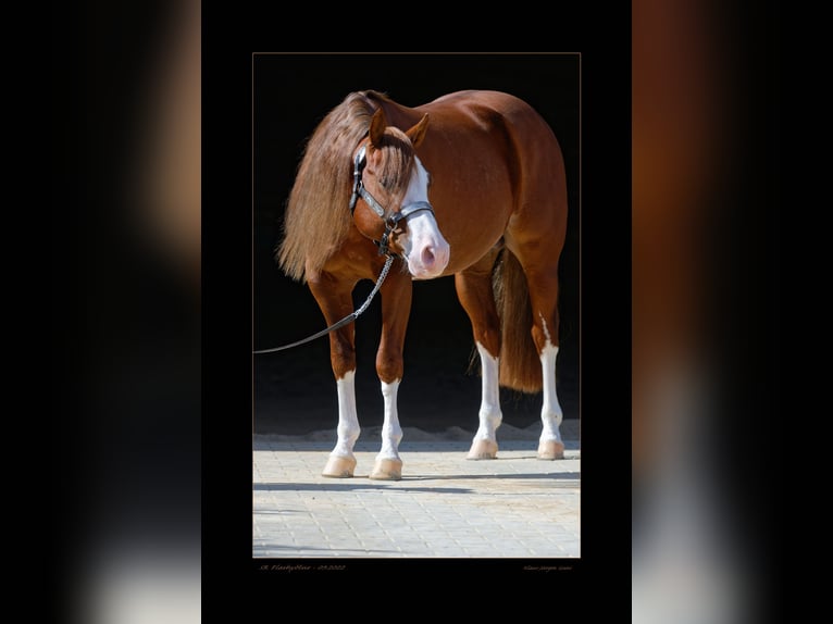 American Quarter Horse Stallion Chestnut in Alfdorf