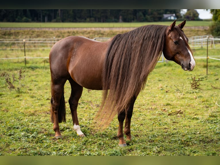 American Quarter Horse Stallion Chestnut in Villingen-Schwenningen