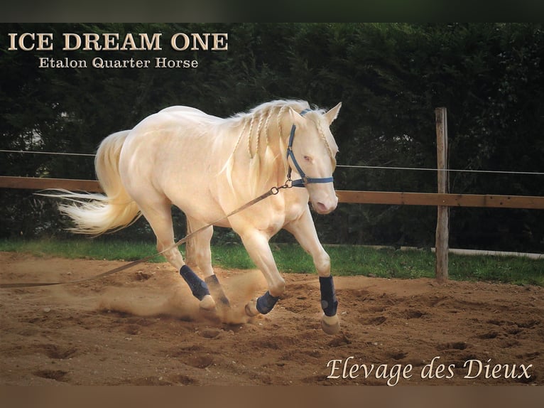 American Quarter Horse Stallion Cremello in Moragnesaint hippolyte