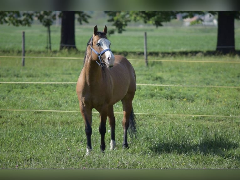 American Quarter Horse Stallion Dun in Osterholz-Scharmbeck