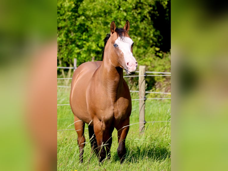 American Quarter Horse Stallion Dun in Osterholz-Scharmbeck