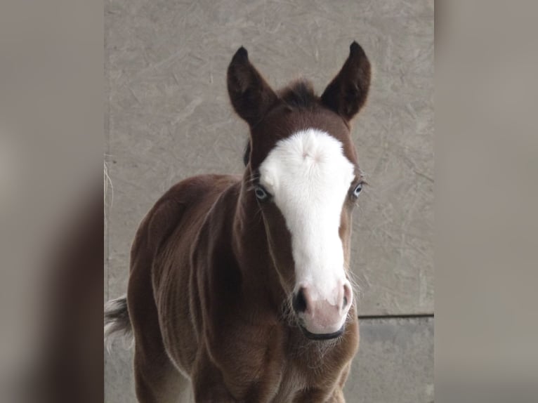 American Quarter Horse Stallion Dun in Osterholz-Scharmbeck