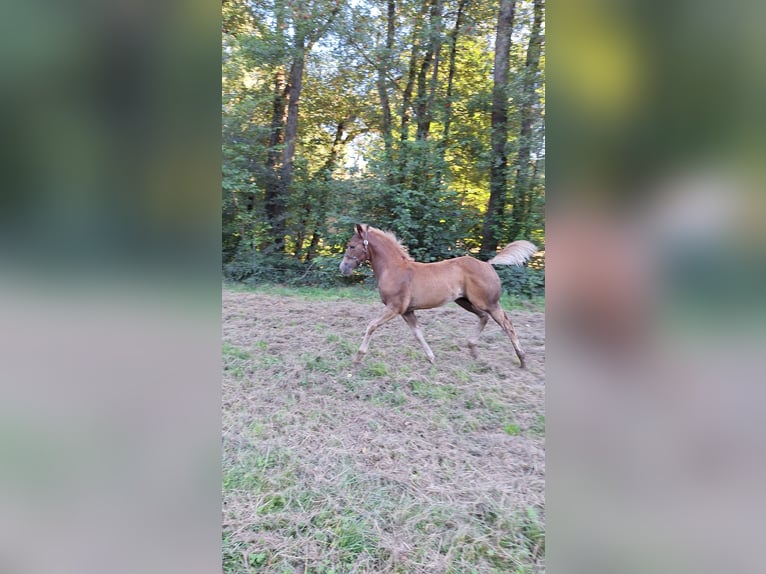 American Quarter Horse Stallion Foal (05/2025) 12,1 hh Chestnut-Red in Allenbach