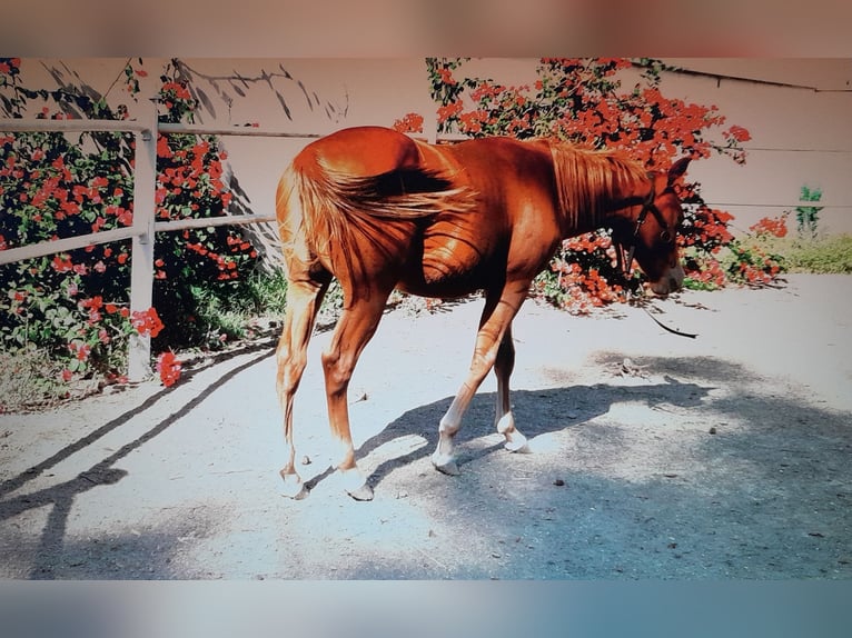 American Quarter Horse Stallion Foal (04/2024) 13,2 hh Chestnut-Red in Mesagne