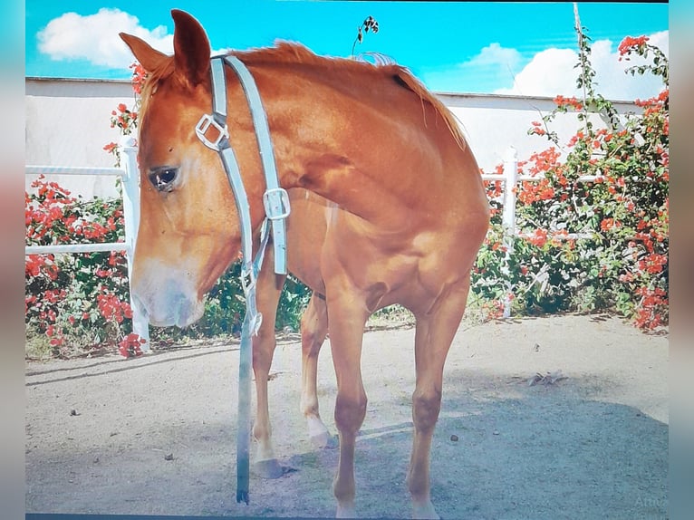 American Quarter Horse Stallion Foal (04/2024) 13,2 hh Chestnut-Red in Mesagne