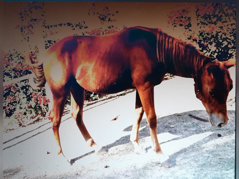 American Quarter Horse Stallion Foal (04/2024) 13,2 hh Chestnut-Red in Mesagne