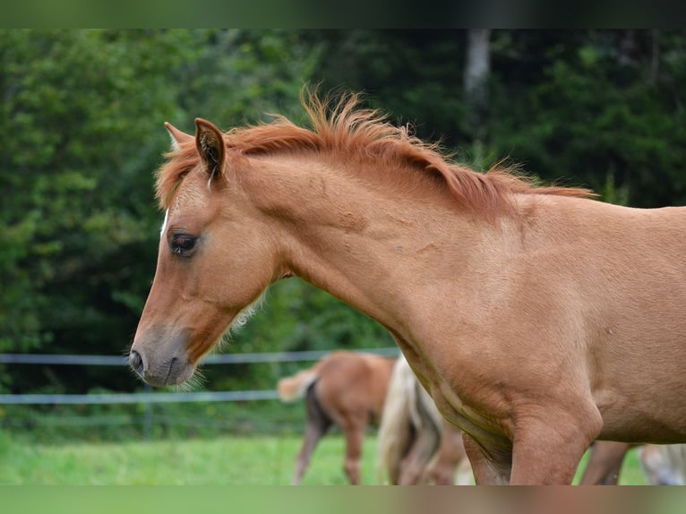 American Quarter Horse Mix Stallion Foal (05/2024) 13,2 hh Red Dun in St. Koloman