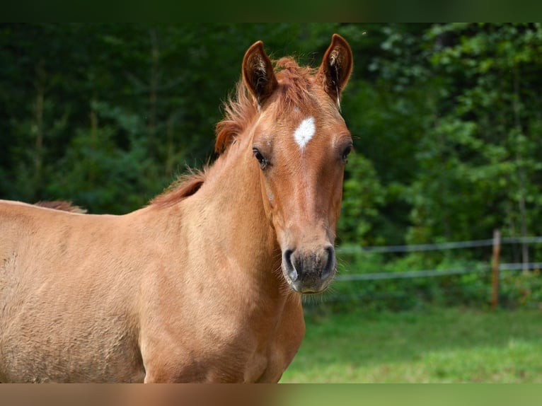 American Quarter Horse Mix Stallion Foal (05/2024) 13,2 hh Red Dun in St. Koloman